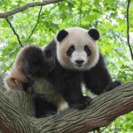 panda si arrampica sull'albero
