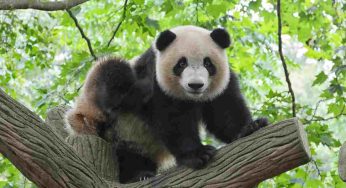 Giornata del panda, 13 curiosità che forse non sapevate su questo animale