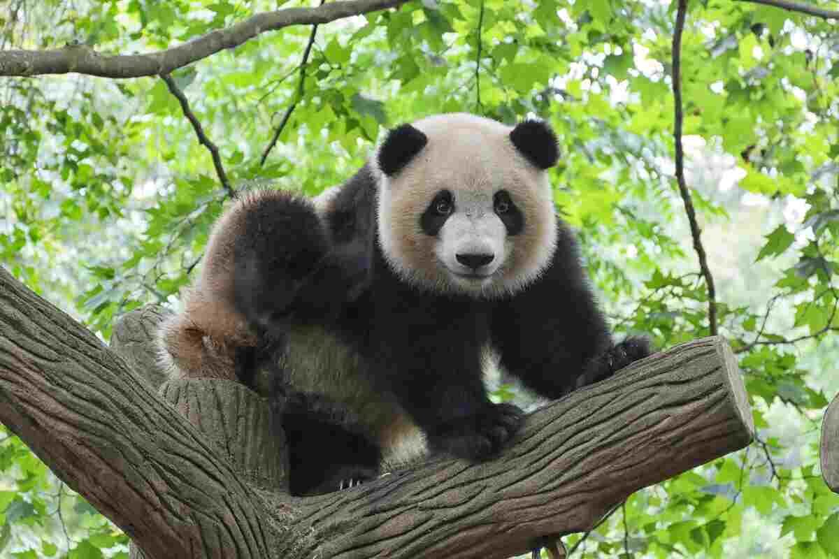 panda si arrampica sull'albero