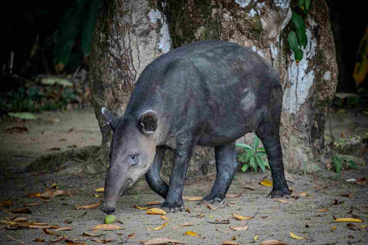 Tapiro