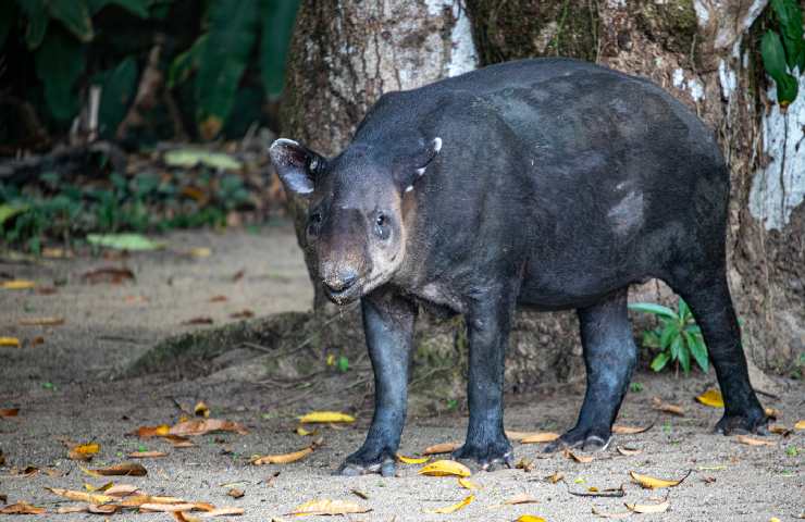 Tapiro