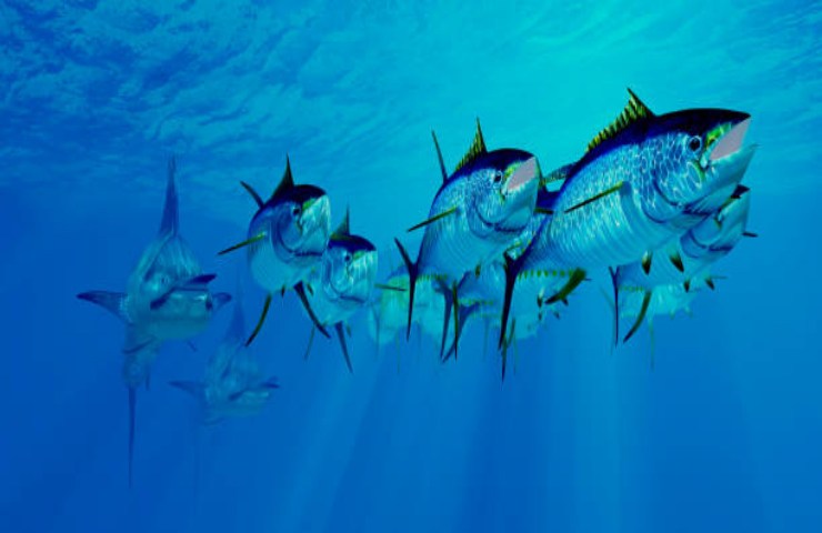 Giornata Mondiale del tonno