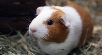 Giornata Internazionale dei Porcellini d’India, 11 curiosità su questi animali